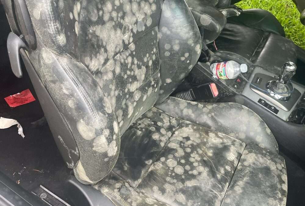 Eliminating Mold in Your Car Interior: A Comprehensive Guide