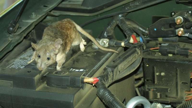 Protecting Your Car Engine from Rat Infestation