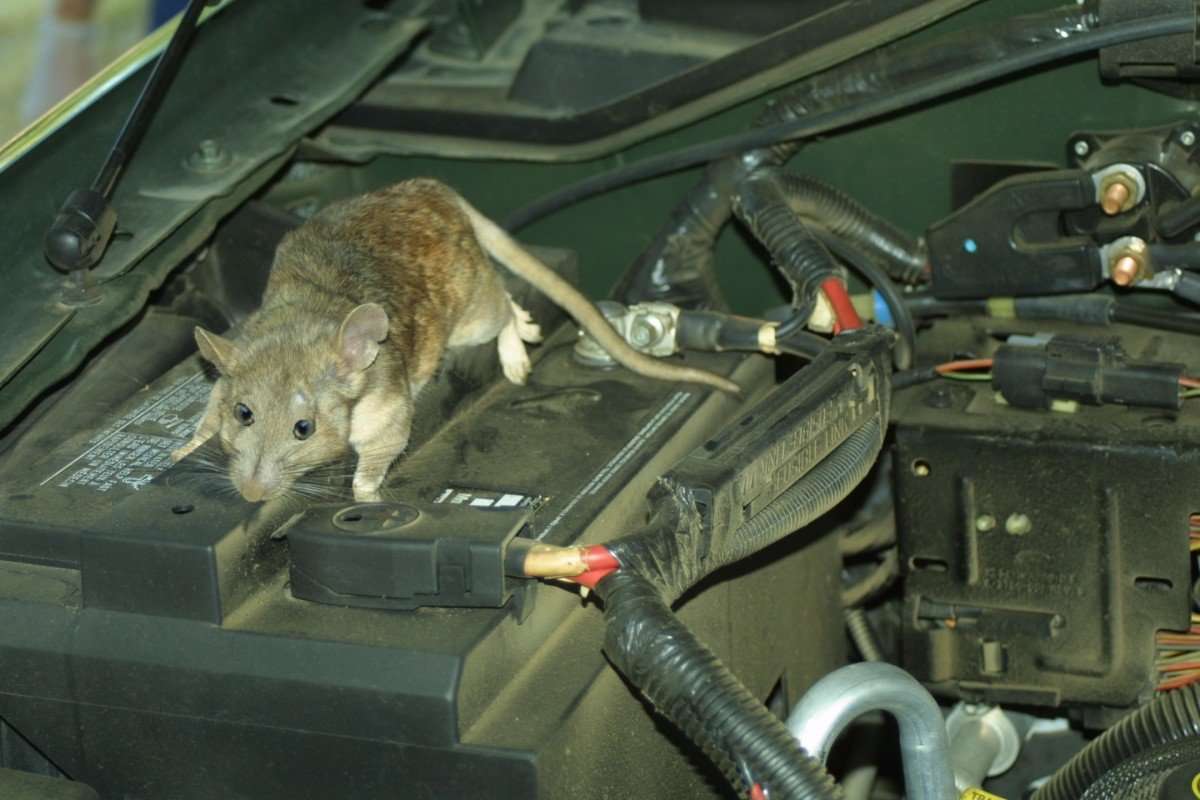 Protecting Your Car Engine from Rat Infestation