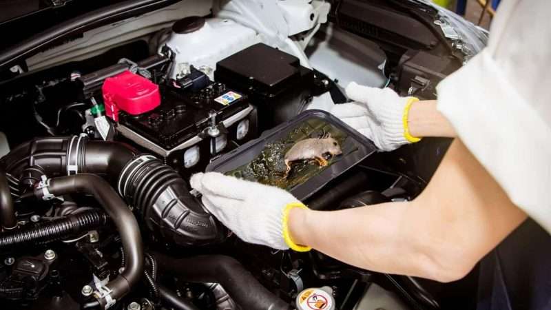 How to Get Mice Out of Your Car Engine