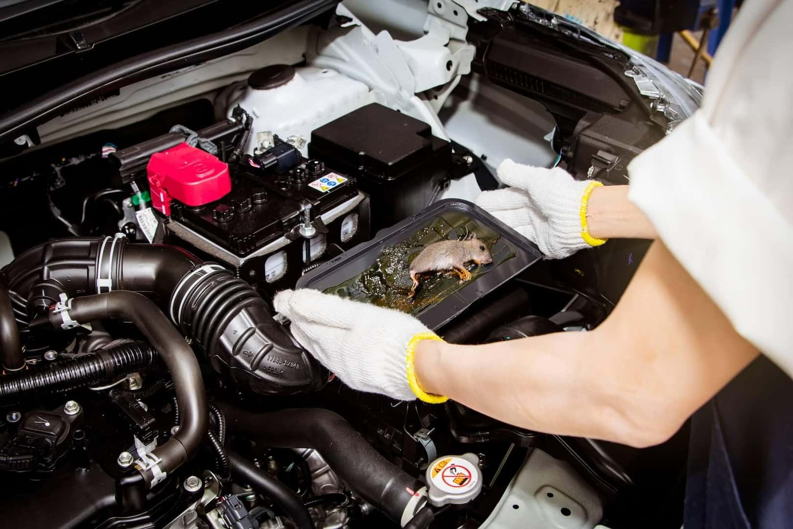 How to Get Mice Out of Your Car Engine