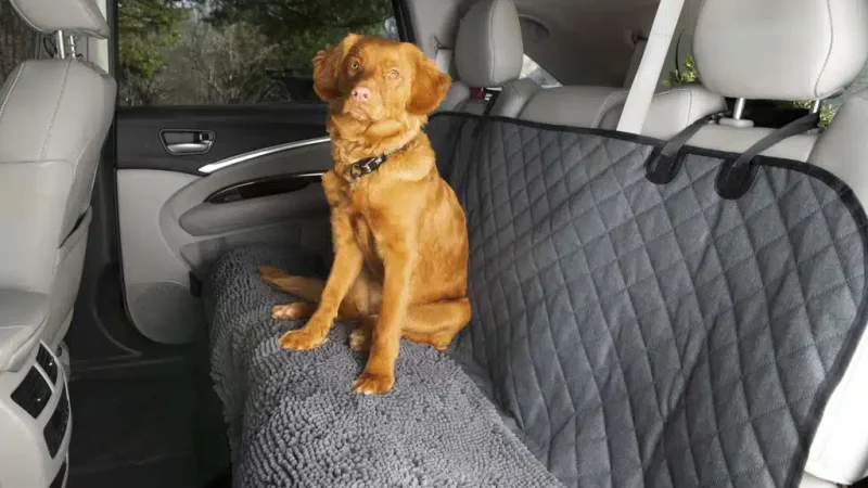 The Struggle is Real: Pet Hair in Your Car